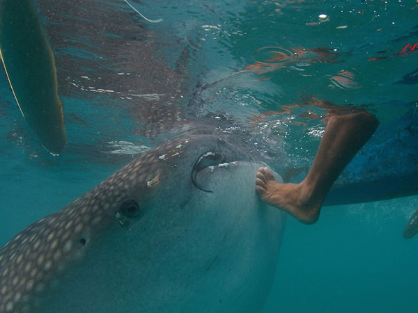 whale shark touched by boat operator Oslob
