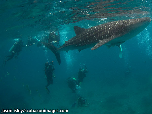 whale shark surrounded by divers in Oslob