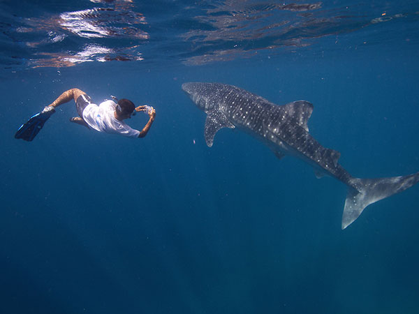 Why we do not swim with whale sharks in Oslob (or Lila) - Blue Revival ...